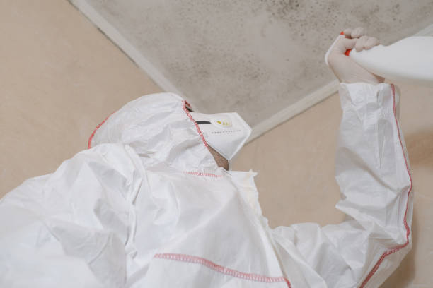 Best Attic Mold Remediation in Beachwood, NJ