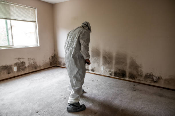 Best Basement Mold Remediation in Beachwood, NJ
