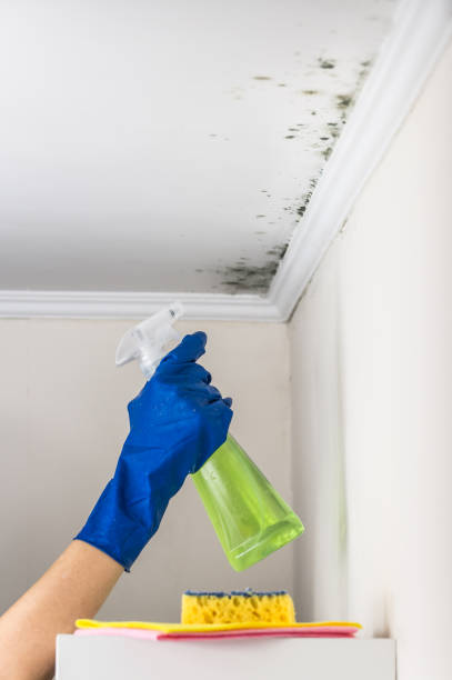 Best DIY Mold Remediation Support Services in Beachwood, NJ